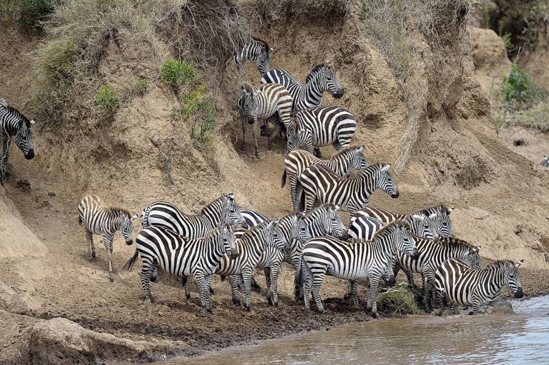Plains zebra (Equus quagga)