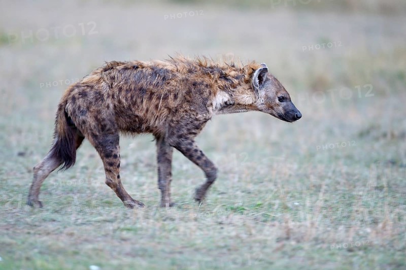 Spotted hyena