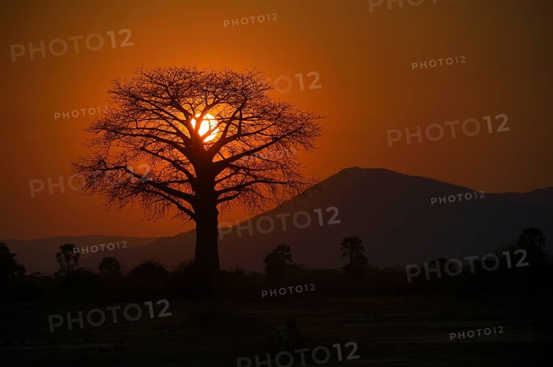 Baobab tree