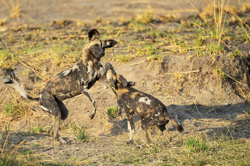 African wild dogs (Lycaon pictus)