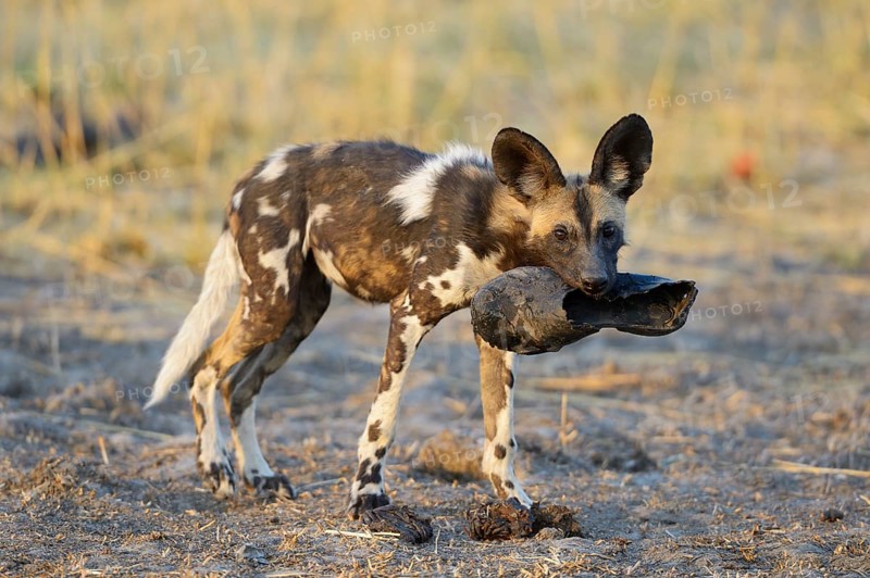 African wild dog (Lycaon pictus)