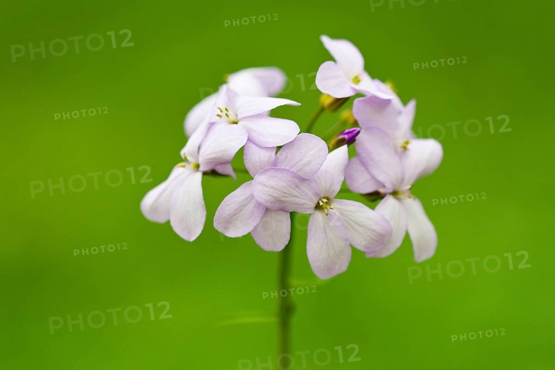 Large-flowered Bittercress (Cardamine bulbifera
