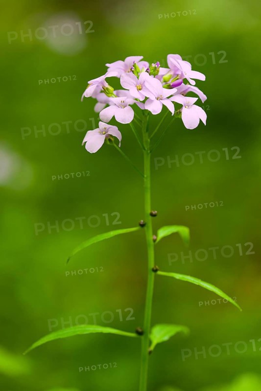 Large-flowered Bittercress (Cardamine bulbifera
