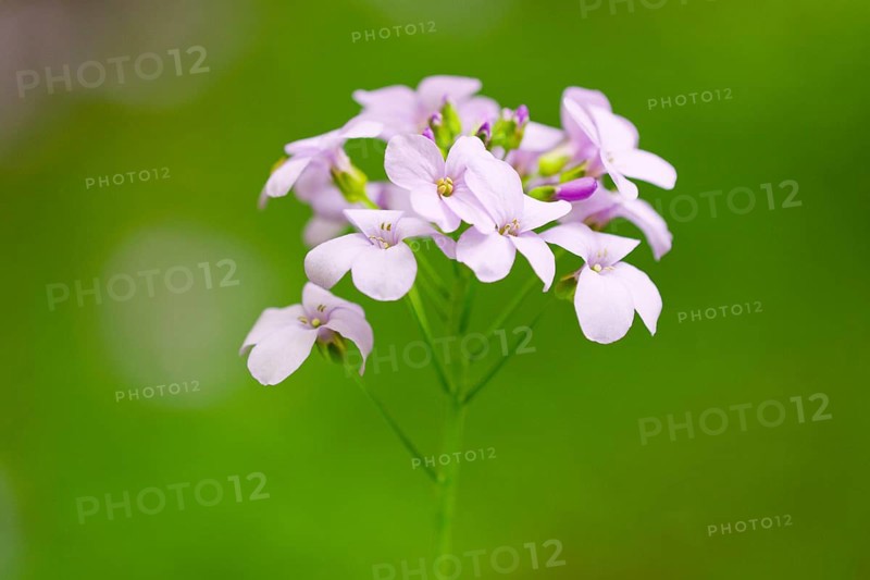 Large-flowered Bittercress (Cardamine bulbifera