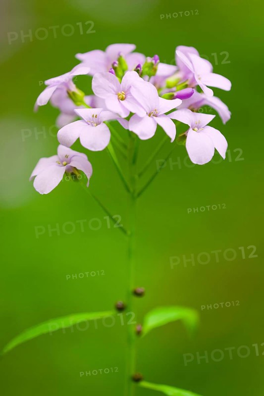 Large-flowered Bittercress (Cardamine bulbifera