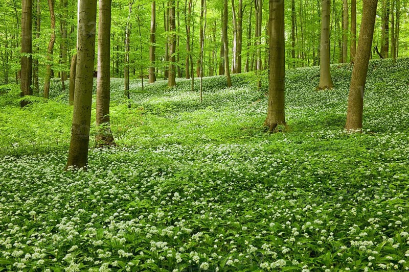 Common Beech forest (Fagus sylvatica) with flowering Wild Garlic (Allium ursinum)