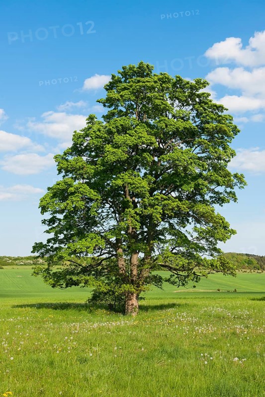 Old Field Maple (Acer campestre)