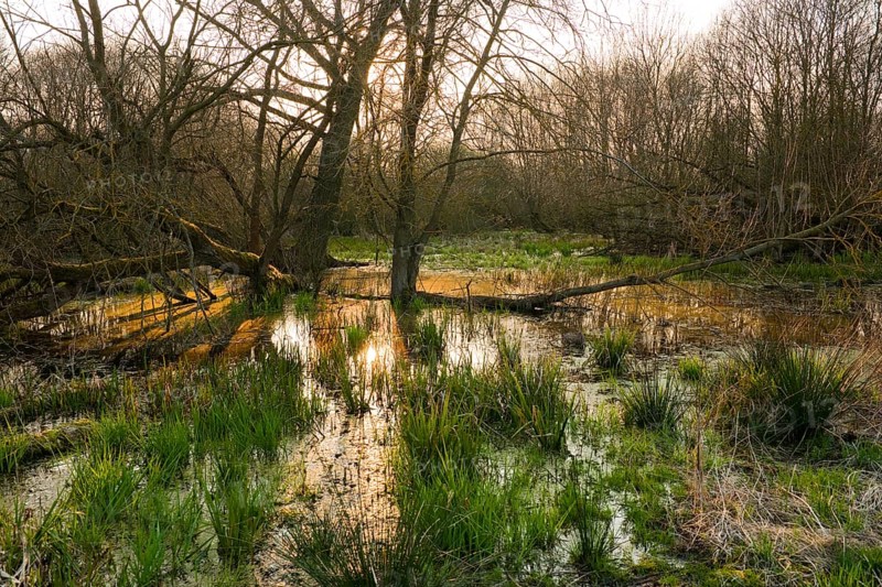 Softwood river meadow with willows (Salix sp.)