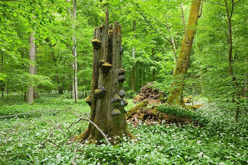 Dead European beech (Fagus sylvatica) with tinder fungus (Fomes fomentarius) and blooming wild garlic (Allium ursinum)