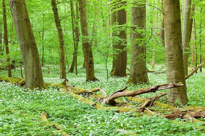 European beech (Fagus sylvatica) forest with deadwood and blooming wild garlic (Allium ursinum)