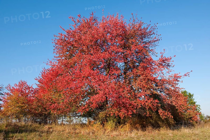 Bird cherry (Prunus avium) with red leaves in autumn