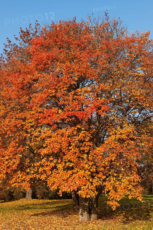 Swedish whitebeam (Sorbus intermedia) with autumnal colored leaves