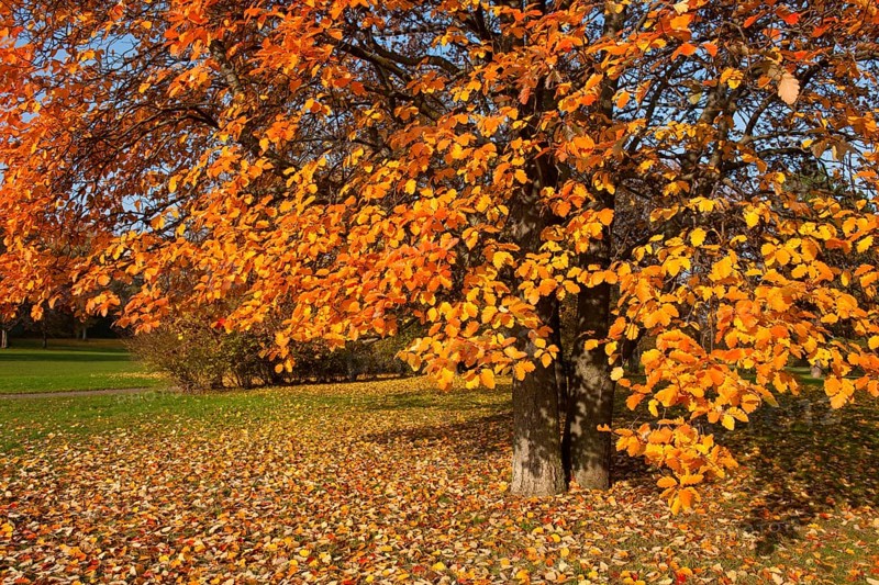 Swedish whitebeam (Sorbus intermedia) with autumnal colored leaves
