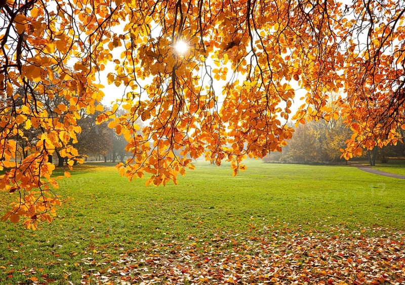 Swedish whitebeam (Sorbus intermedia) in autumn