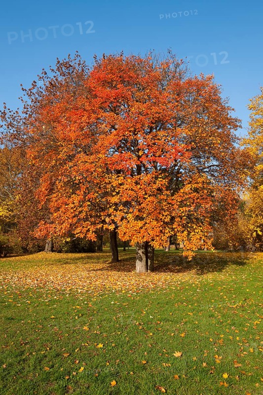 Swedish whitebeam (Sorbus intermedia) with autumnal colored leaves