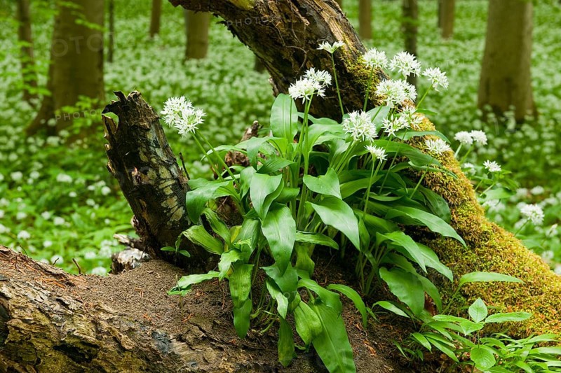 Wild garlic (Allium ursinum)