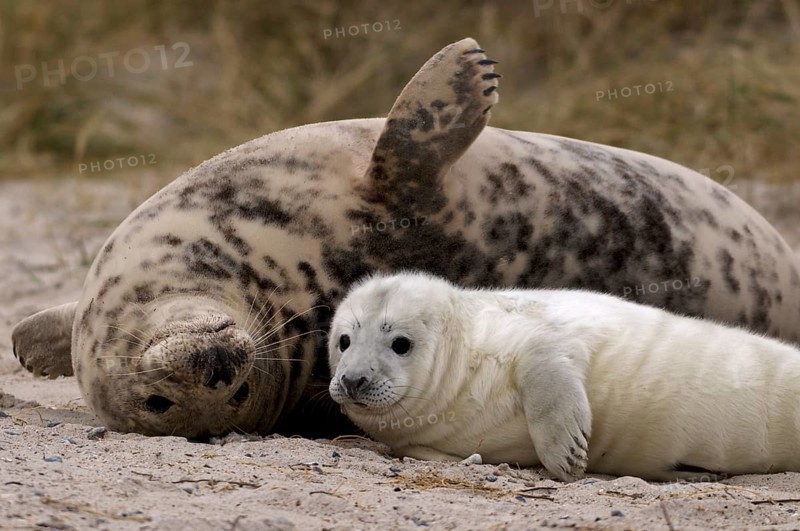 Grey seals (Halichoerus grypus)