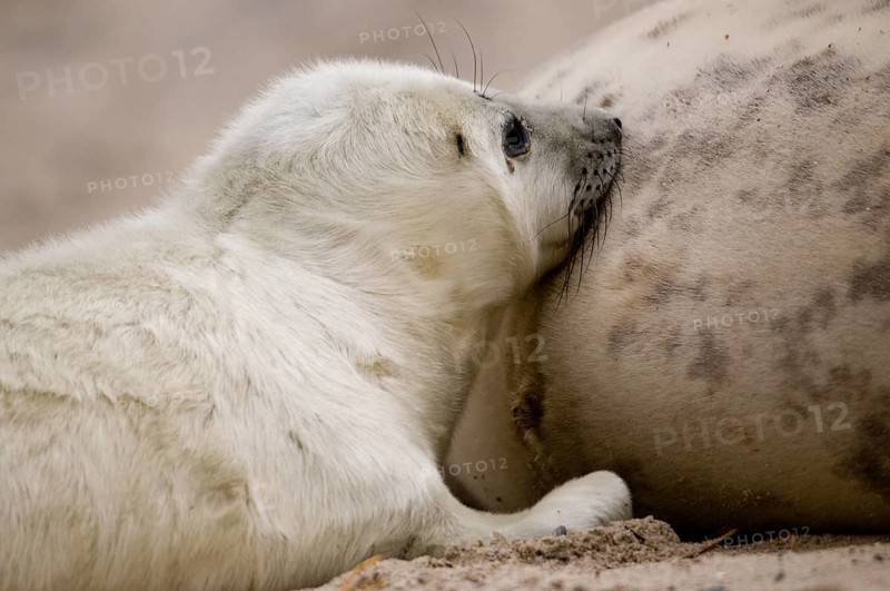 Grey seals (Halichoerus grypus)
