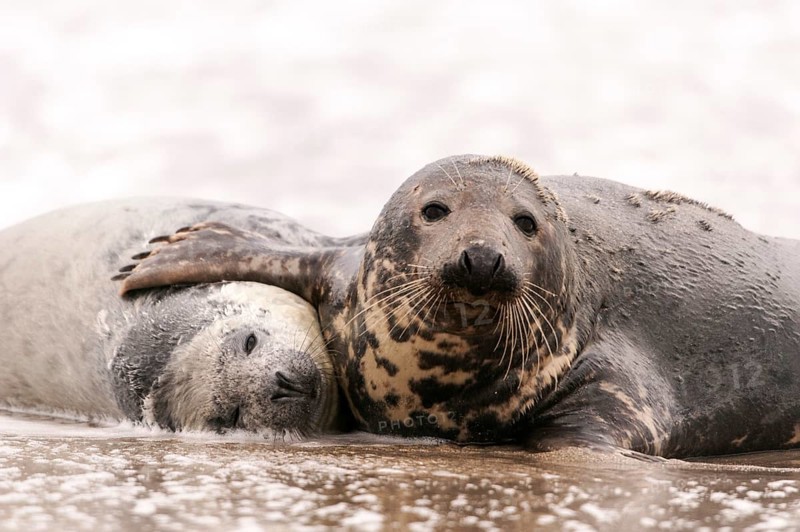 Grey seals (Halichoerus grypus)