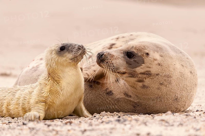 Grey seals (Halichoerus grypus)