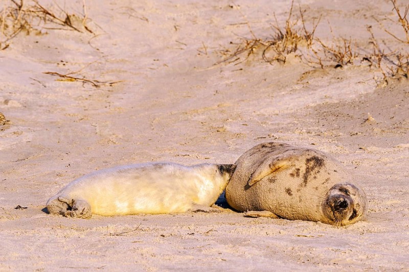 Grey seals (Halichoerus grypus)