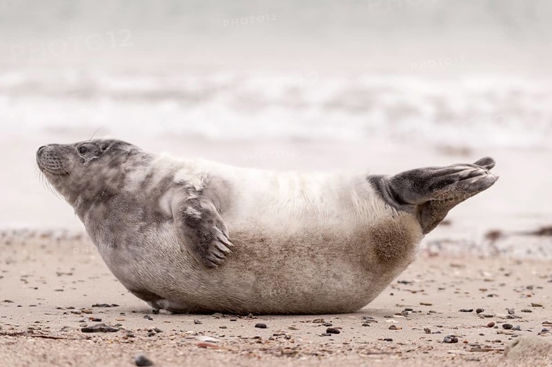 Grey seal (Halichoerus grypus) pup