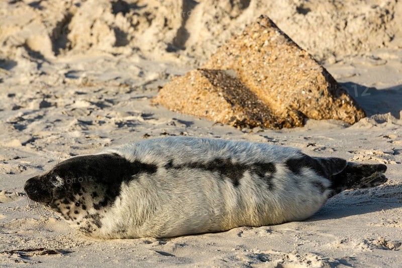 Grey seal (Halichoerus grypus) pup