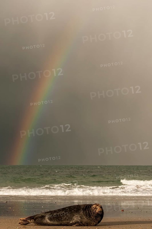 Grey seal (Halichoerus grypus) in front of rainbow