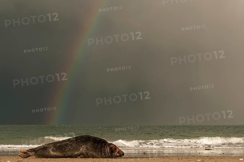 Grey seal (Halichoerus grypus) in front of rainbow