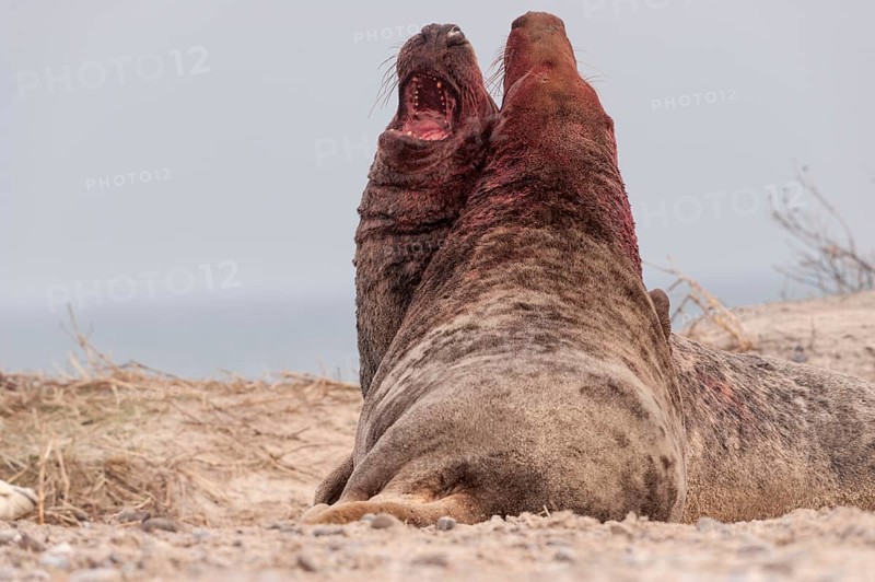 Grey seals (Halichoerus grypus)