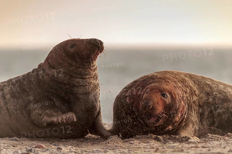Grey seals (Halichoerus grypus)