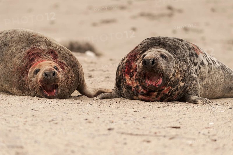 Grey seals (Halichoerus grypus)