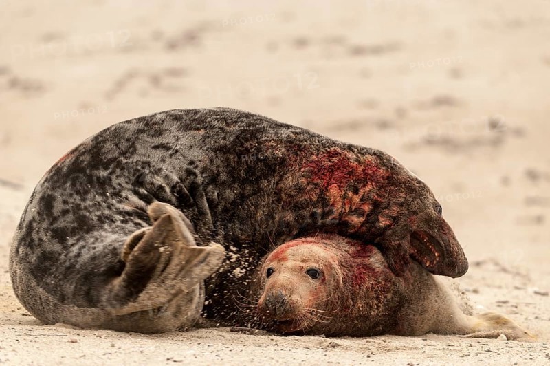 Grey seals (Halichoerus grypus)
