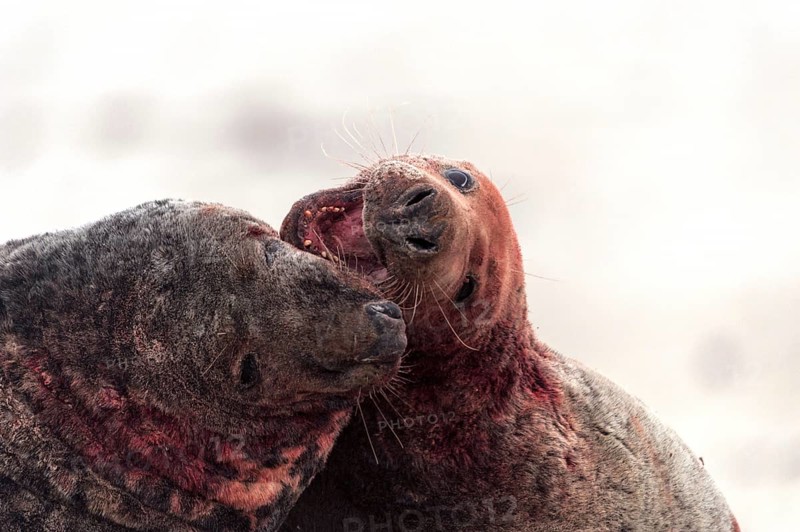 Grey seals (Halichoerus grypus)
