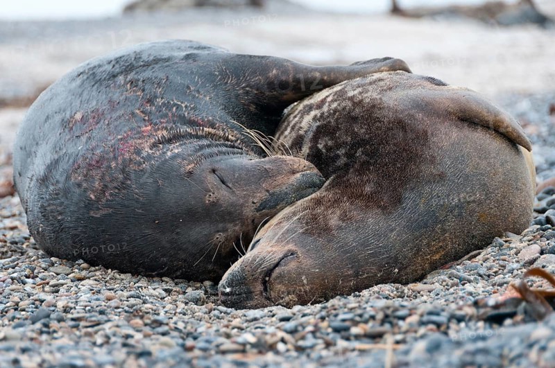 Grey seals (Halichoerus grypus) mating