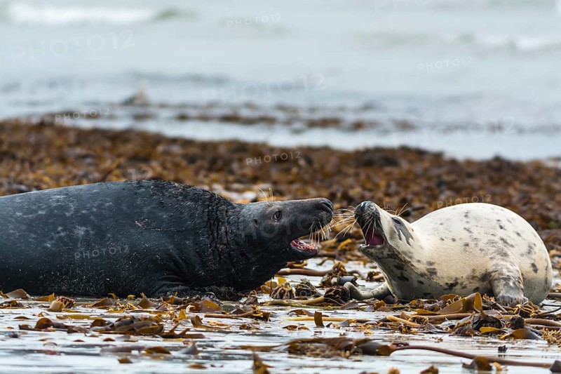 Grey seals (Halichoerus grypus)