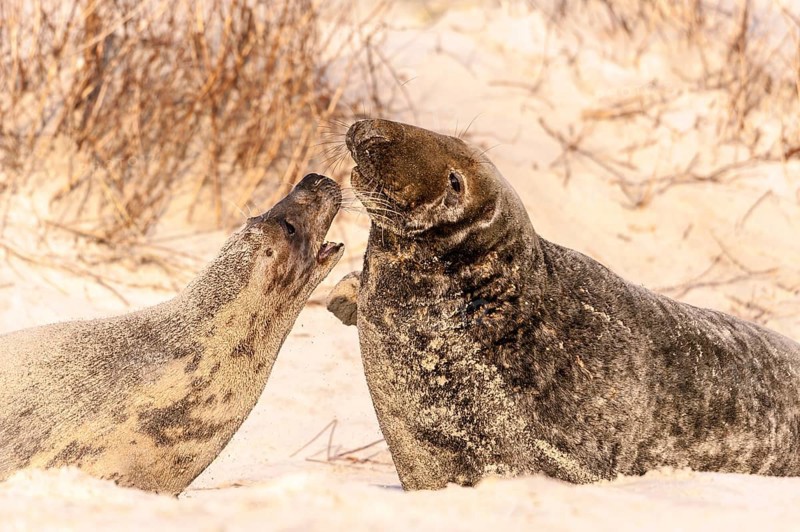 Grey seals (Halichoerus grypus)
