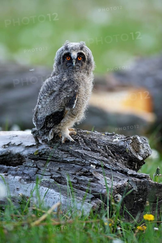 Long-eared owl (Asio otus) sitting on old willow (Salix sp.) trunk