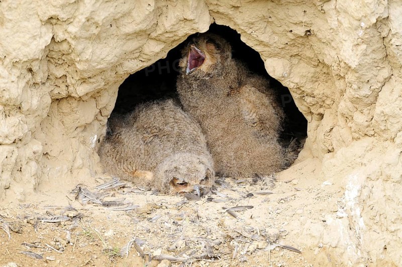 Eurasian eagle-owl (Bubo bubo) fledglings at exit of nest cavity in loess wall