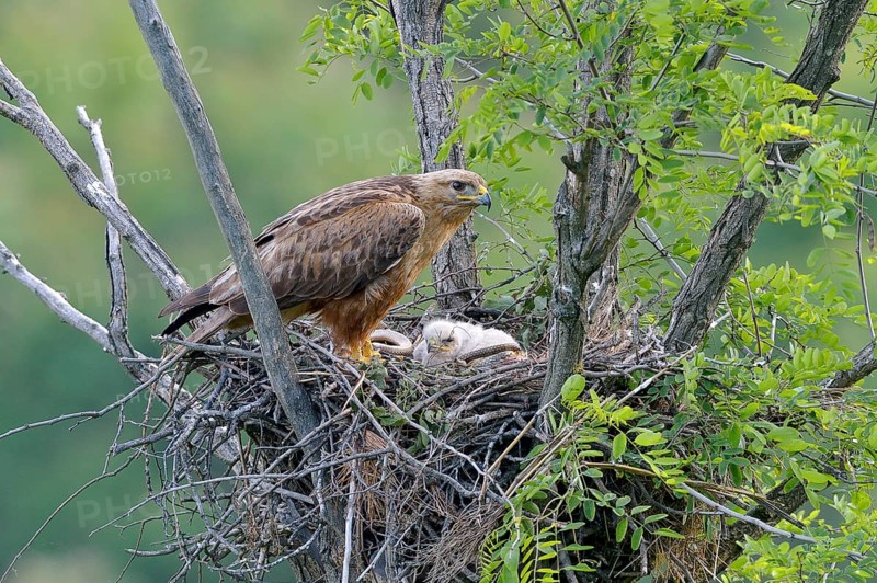 Long-legged buzzard (Buteo rufinus)