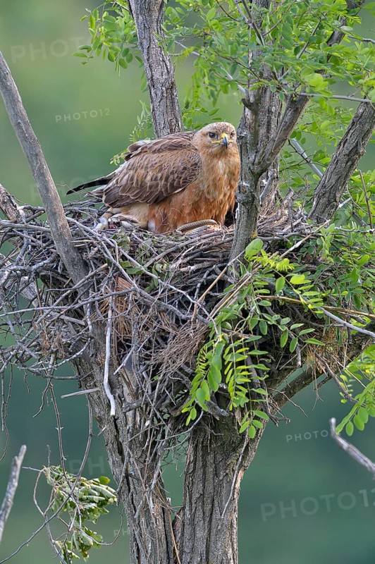 Long-legged buzzard (Buteo rufinus) female in nest