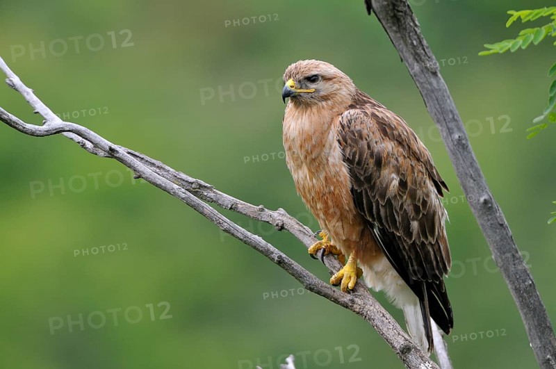 Long-legged buzzard (Buteo rufinus) female sitting on branch