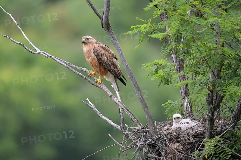 Long-legged buzzard (Buteo rufinus) female and fledgling in nest