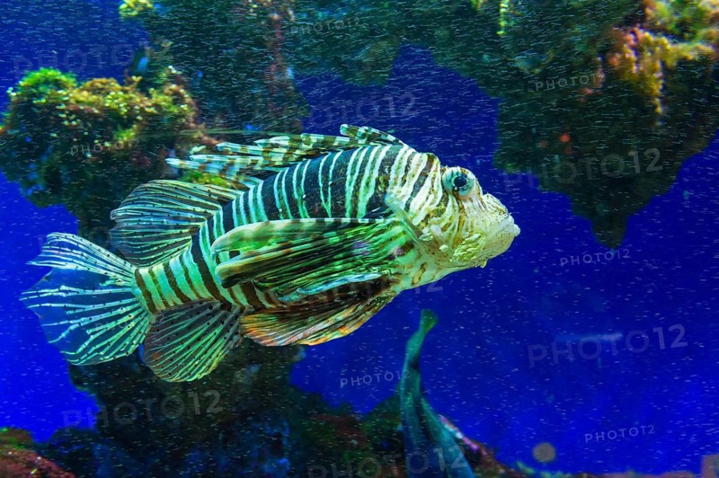 Red Lionfish (Pterois volitans)