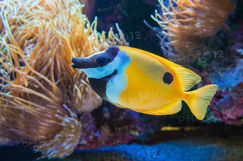 Fox-faced Rabbit fish (Siganus vulpinus)