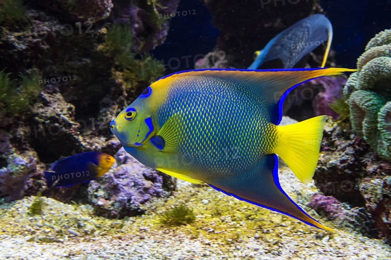 Queen Angelfish (Holacanthus ciliaris)