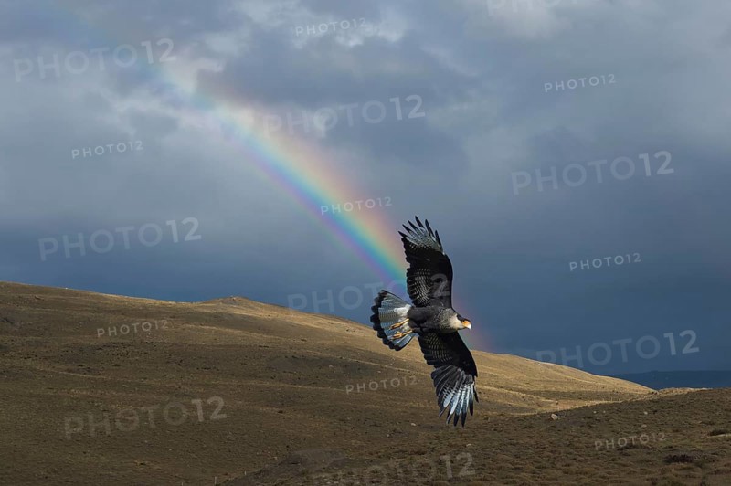 Southern Caracara (Caracara plancus) flying in front of a rainbow