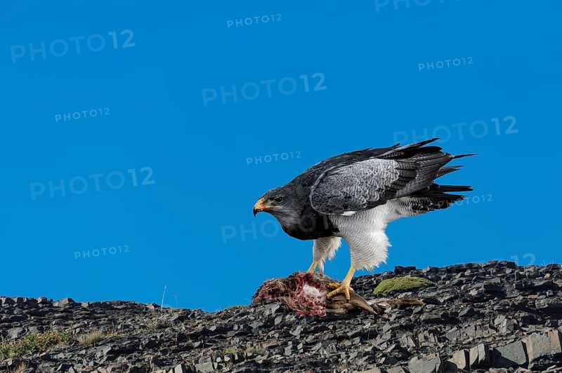 Black-chested Buzzard-Eagle (Geranoaetus melanoleucus australis) feeding on a carcass