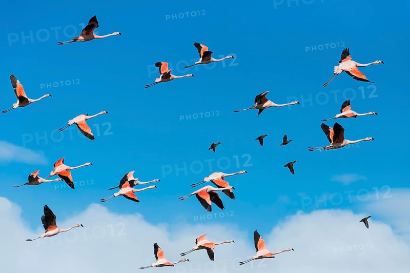 Flock of flying Chilean Flamingos (Phoenicopterus chilensis)