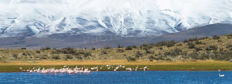 Chilean Flamingos (Phoenicopterus chilensis)